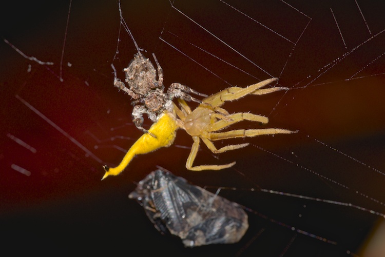 Les Portia sont des Salticidées spécialisées dans la chasse d'autres familles d' araignées; ici c'est une Arachnura qui à été tuée